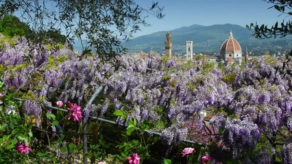 Wall Mural - Stunning view of the Cathedral of Santa Maria del Fiore from the Bardini Garden near Michelangelo square with purple wisteria and roses in bloom. Florence, Italy.