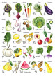 English Alphabet Vegetables watercolor Ink sketch of food on white background. Poster with letters