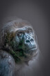 close-up portrait of a gorilla ape on a dark background