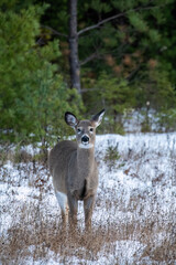 Wall Mural - female doe whitetailed deer in snow