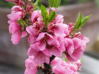 Wall Mural - Pretty pink nectarine blossom on a branch