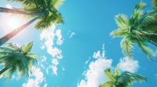 Tropical Paradise, A  Blue Sky With Palm Trees, Summer Tourism Poster Background 