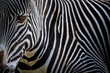 closeup of a zebra head and body