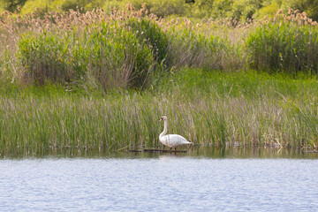 Wall Mural - A white swan stands on the shore of a lake