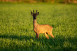 young deer looking for food in a green field