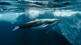 Fototapeta Natura - A dolphin swims gracefully in the frigid waters near a towering iceberg. The mammals sleek body contrasts with the icy surroundings as it navigates the chilly ocean.