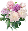 Pink peony and phlox isolated on a transparent background. Png file.  Floral arrangement, bouquet of garden flowers. Can be used for invitations, greeting, wedding card.