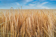 Beautiful natural summer rural landscape background. Rising ripe wheat field. Blue sky with clouds.