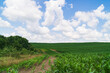 Green spring corn field. Blue sky with clouds. Copy space scenery background.