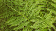 Close up green fern plant leaves. Copy space wallpaper. Natural pattern.