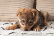 A fluffy mixed breed brown puppy at a colorful woven rug on a soft bed. Dog behavior concept.