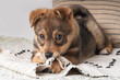 A fluffy mixed breed brown red puppy chews playfully at a colorful woven rug on a soft bed.