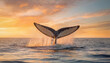 Whale tail seen above the ocean water creating splashes in the sunset light. Beautiful wildlife seascape