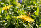 Fototapeta  - Pszczoła na zółtym wiosennym kwiacie mniszka lekarskiego
