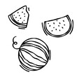 Doodle drawing of watermelon isolated on white background, drawn by pen. Thumbnail for coloring the booking page. Vector illustration of vega fruit