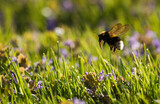 Fototapeta  - Owady na wiosennych kolorowych kwiatach wiosennej łąki