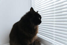 Black Furry Cat Sits On White Windowsill