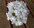 chrysanthemum white flower scient. class. Anthemideae