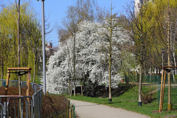 Wall Mural - Spring in the public park