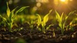 The warm sunrise bathes young corn seedlings in a field, highlighting the beauty and promise of agricultural beginnings.