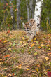 Cougar Kitten (Puma concolor) Steps Down Forest Embankment Autumn