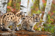 Cougar Kittens (Puma concolor) Together Atop Log Autumn