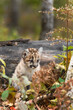 Cougar Kitten (Puma concolor) Sits Between Log and Tree Autumn