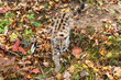 Cougar Kitten (Puma concolor) Walks Down Embankment Autumn
