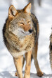 Coyote (Canis latrans) Looks Out Eyes Nearly Closed Winter