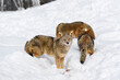 Coyote (Canis latrans) Looks Up From Blood in Snow With Pack Winter
