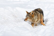 Coyote (Canis latrans) Sniffs at Snow With Blood Stains Winter