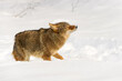Coyote (Canis latrans) Lifts Head to Shake Off Snow Winter