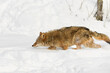Coyote (Canis latrans) Walks Left Nose Low Winter