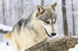 Grey Wolf (Canis lupus) Stands Over Back of Packmate Winter