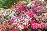 Fototapeta Boho - Colorful azalea flowers in spring