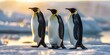 Three penguins standing on a snowy surface. The penguins are facing the camera and appear to be looking at it. The scene is peaceful and serene, with the penguins standing still and not moving