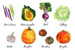 Vegetables food illustrations. Watercolor and ink sketches. Beans, acorn squash, beets, cabbage, garlic, pumpkin, tomatoes