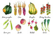 Vegetables food illustrations. Watercolor and ink sketches. Beans, acorn squash, corn, cherry tomatoes, peas, rutabaga, radishes, onions