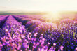 A field of lavender under a summer sun, with the light turning the blooms into a purple haze that stretches towards the horizon. 32k, full ultra hd, high resolution