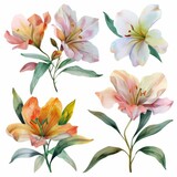 Fototapeta  - set of watercolor flowers