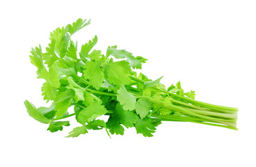 Poster - fresh celery leaf isolated on white background