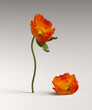 Flower decoration product presentation background with orange poppies, 3d rendering