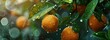 Close-up of mandarin fruits hanging on a branch. Selective focus. Blurred background. Banner. Place for text. AI generated illustration