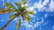 Blue sky white clouds and green palm tree photo, bright colors convey a tropical summer feeling, suitable for travel posters and tourism websites, photography, exterior, realism.