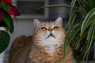 Wall Mural - A beautiful domestic striped adult cat lies and sleeps on the windowsill