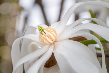 Wall Mural - Macro closeup of a fully open magnolia bloom