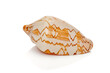 Sea shell isolated on white background. Image taken with focus stacking technique for improved sharpness