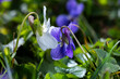 A two violets flower leaned towards one another(Viola, Viola Canina, commonly known as heath dog-violet and heath violet), one white other blu-violet on a green lawn. Spring scene in a macro lens shot