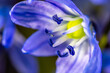 A Scilla siberica flowers commonly known as the Siberian squill or wood squill in a macro lens shot