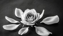 A Black And White Photo Of A Flower On A Black Background With A White Rose In The Middle Of The Petals